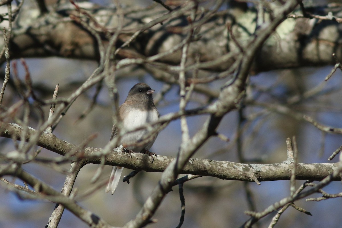 Dark-eyed Junco - ML626937489