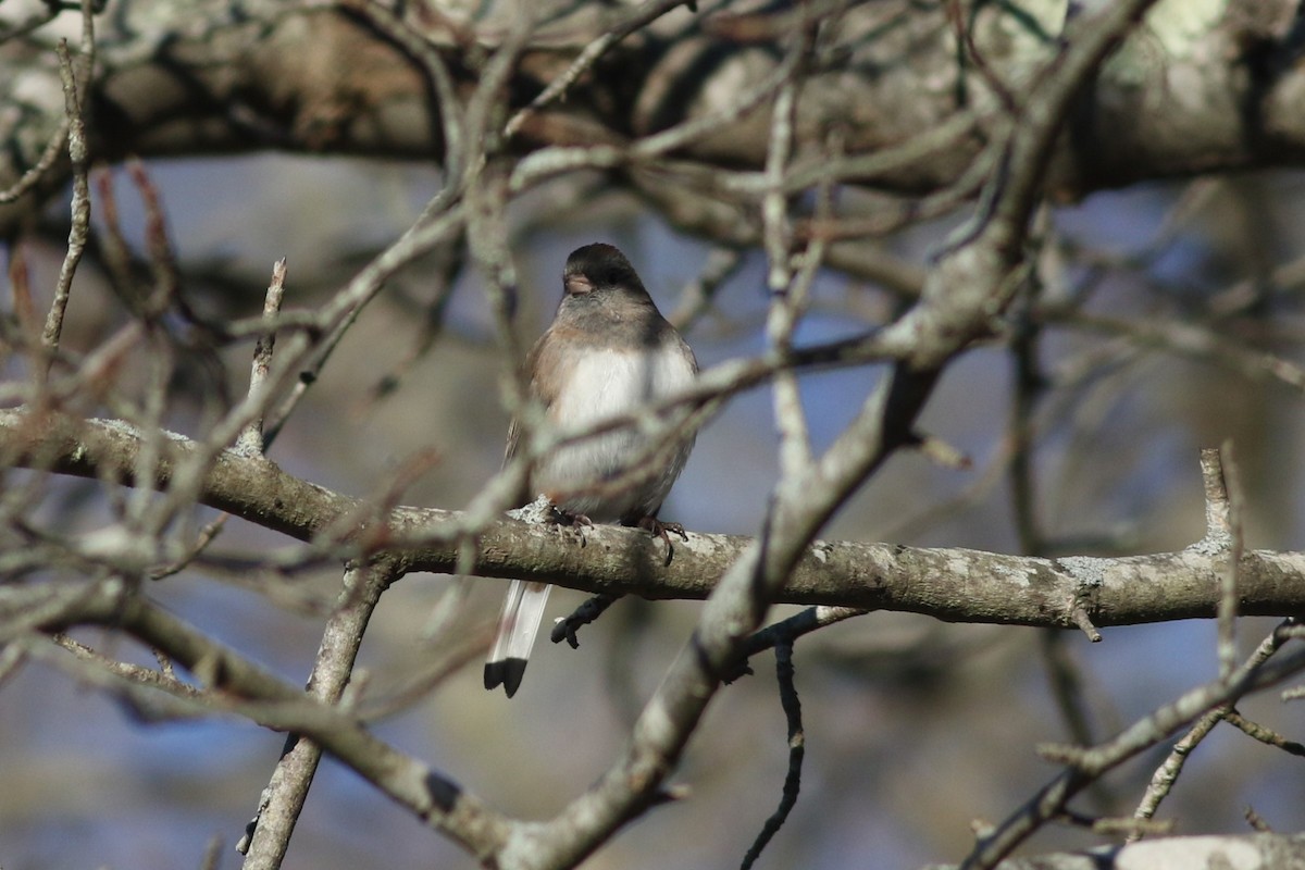 Dark-eyed Junco - ML626937500