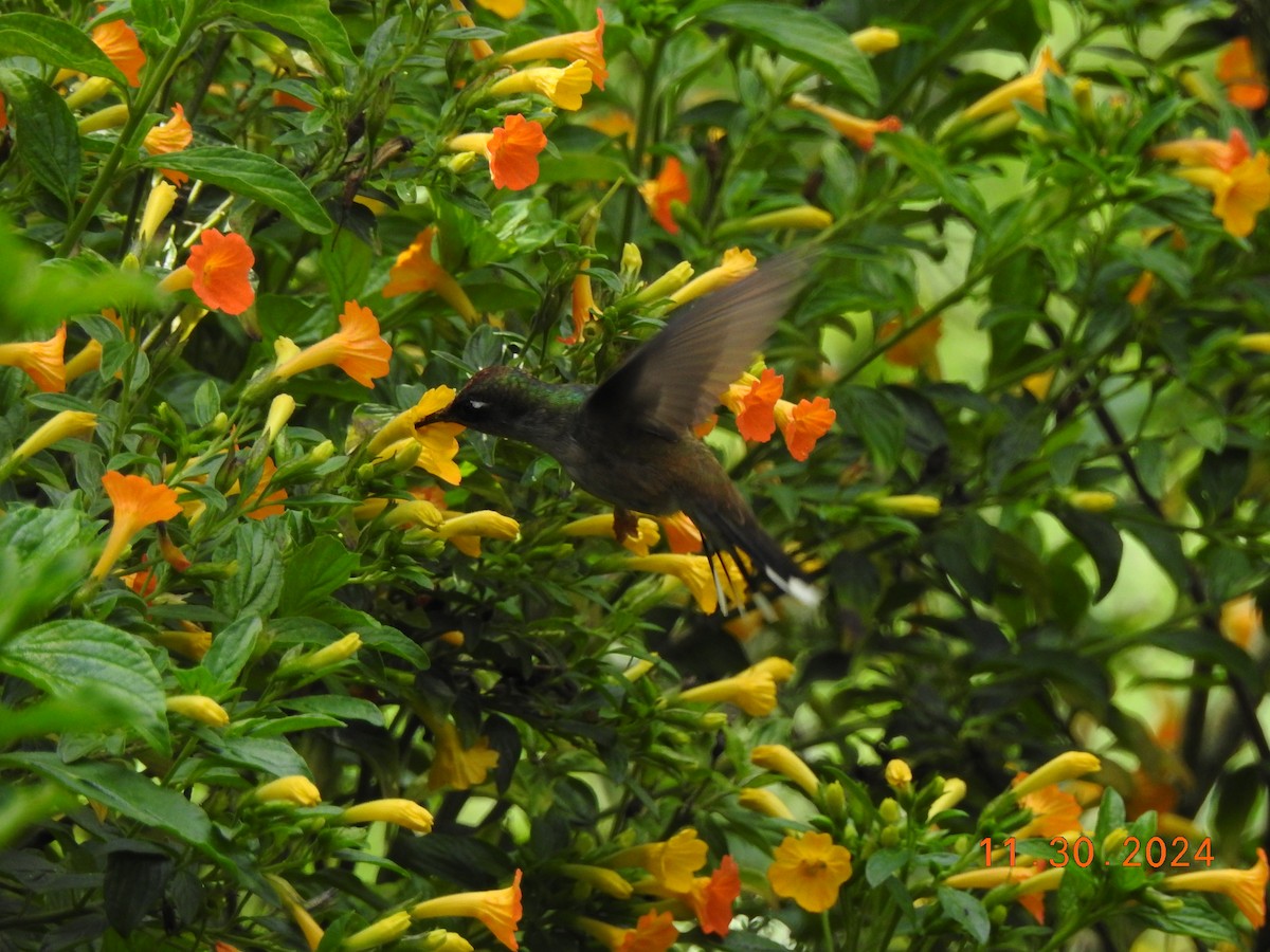 Tolima Blossomcrown - ML626937535