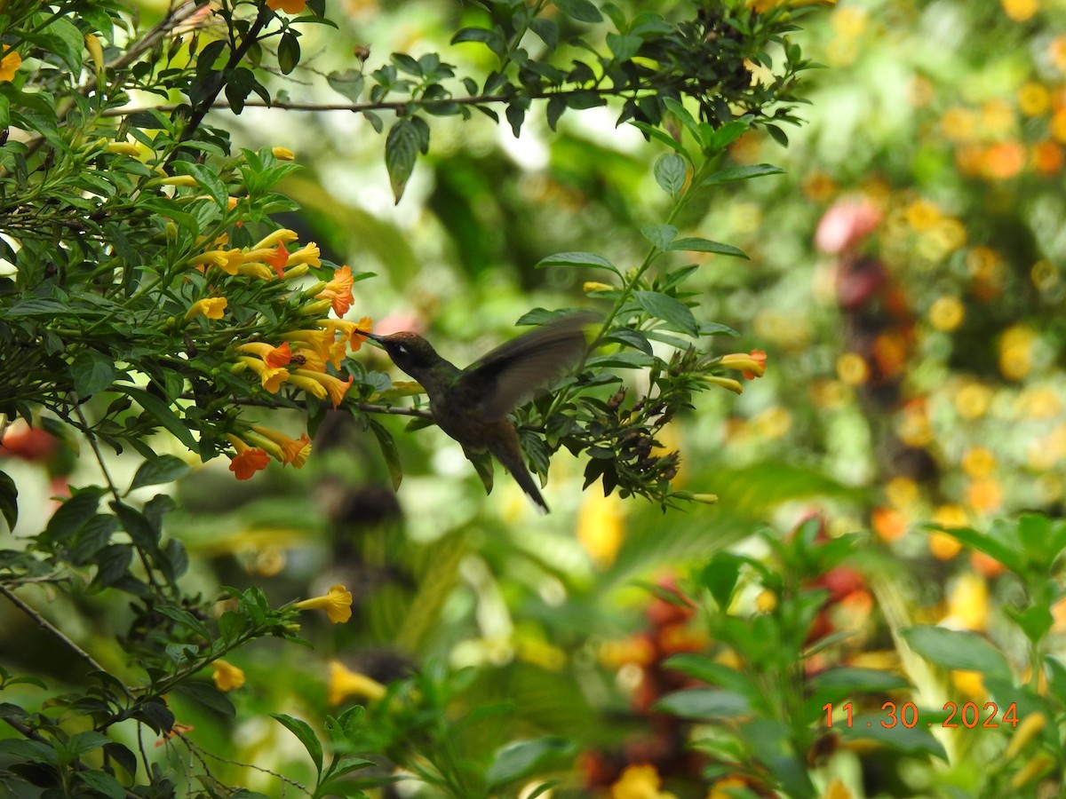 Tolima Blossomcrown - ML626937539