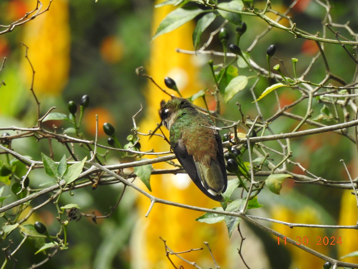 Tolima Blossomcrown - ML626937540