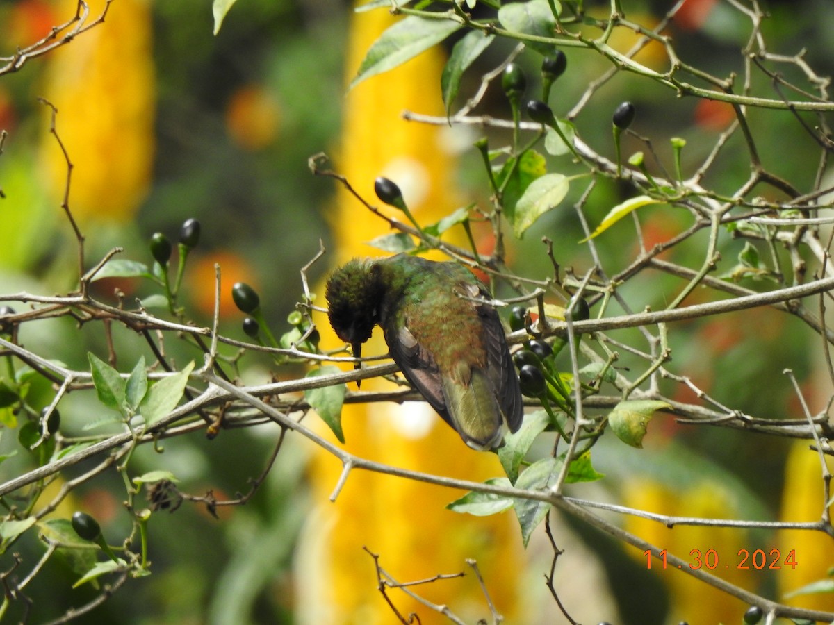 Tolima Blossomcrown - ML626937541