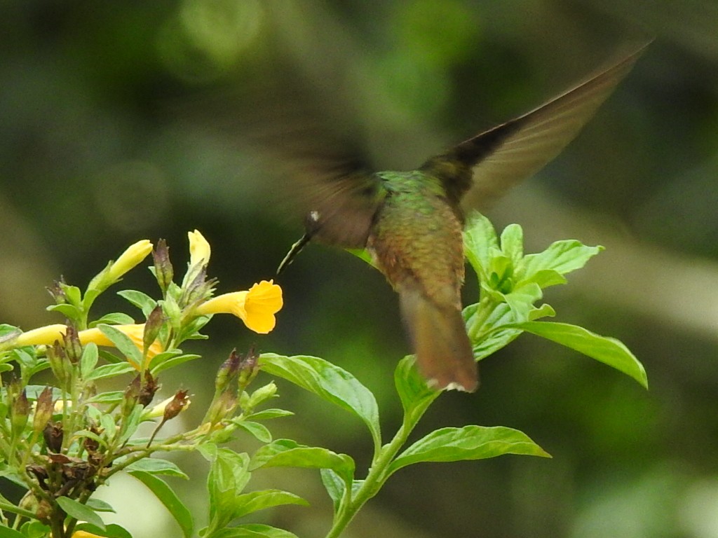 Tolima Blossomcrown - ML626937543