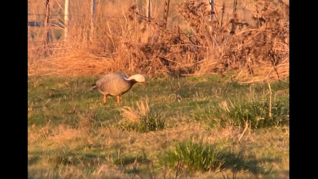Emperor Goose - ML626937684
