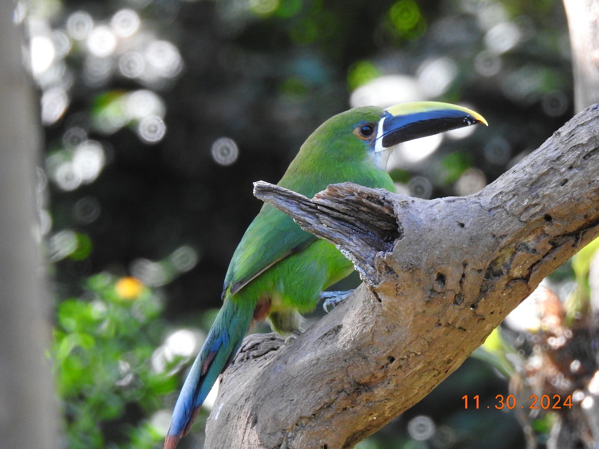 Southern Emerald-Toucanet - ML626937752