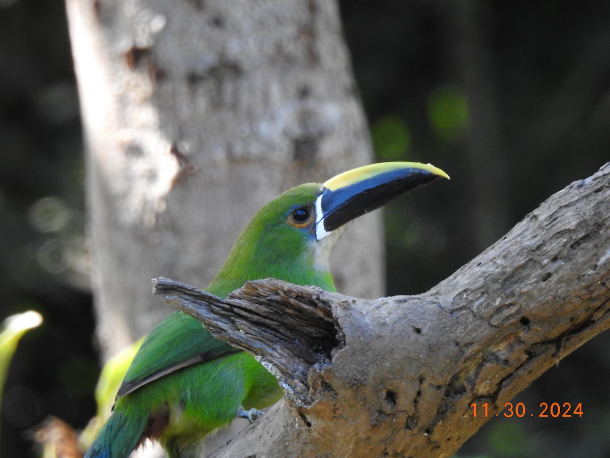 Southern Emerald-Toucanet - ML626937754