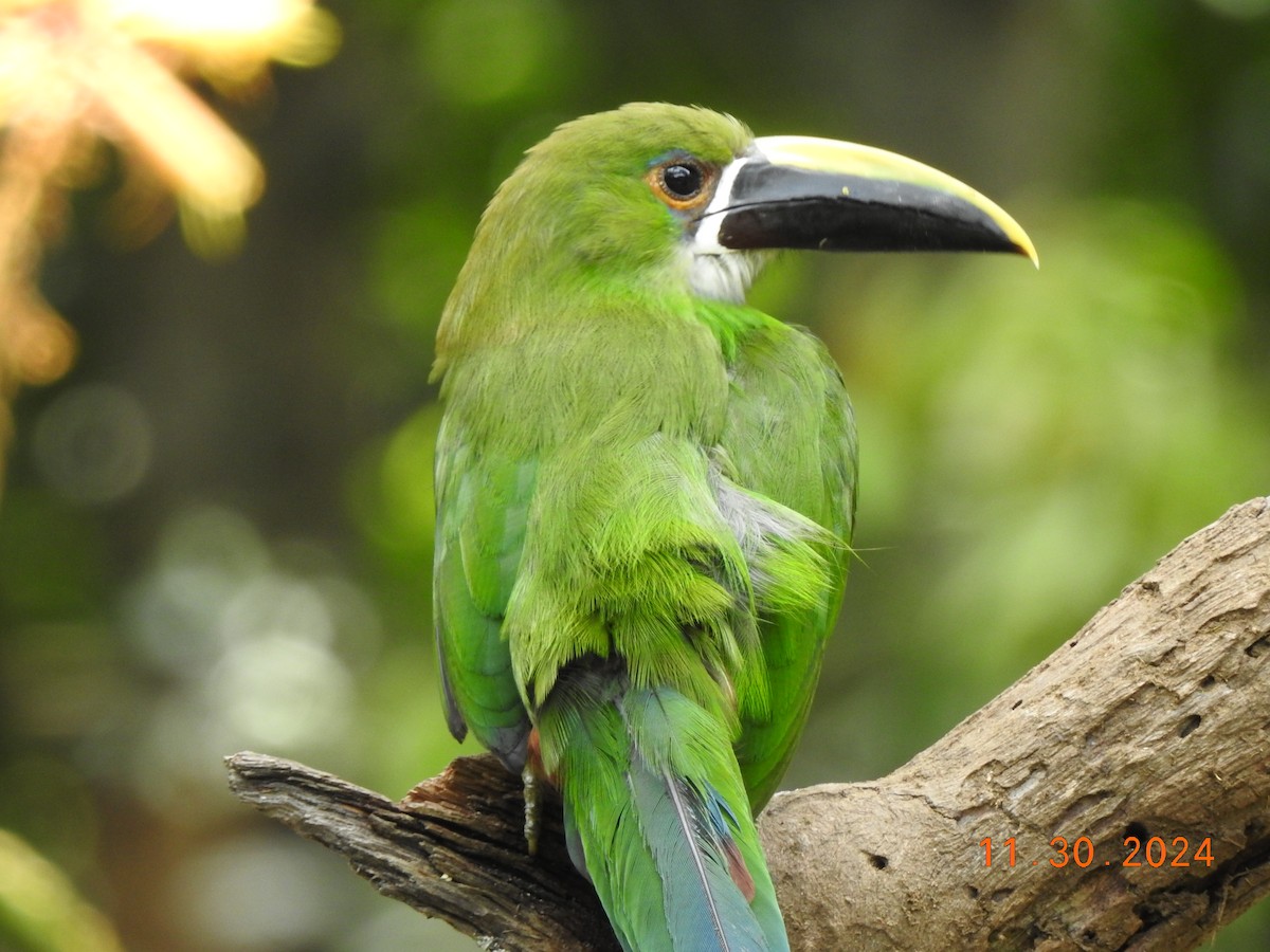 Southern Emerald-Toucanet - ML626937755