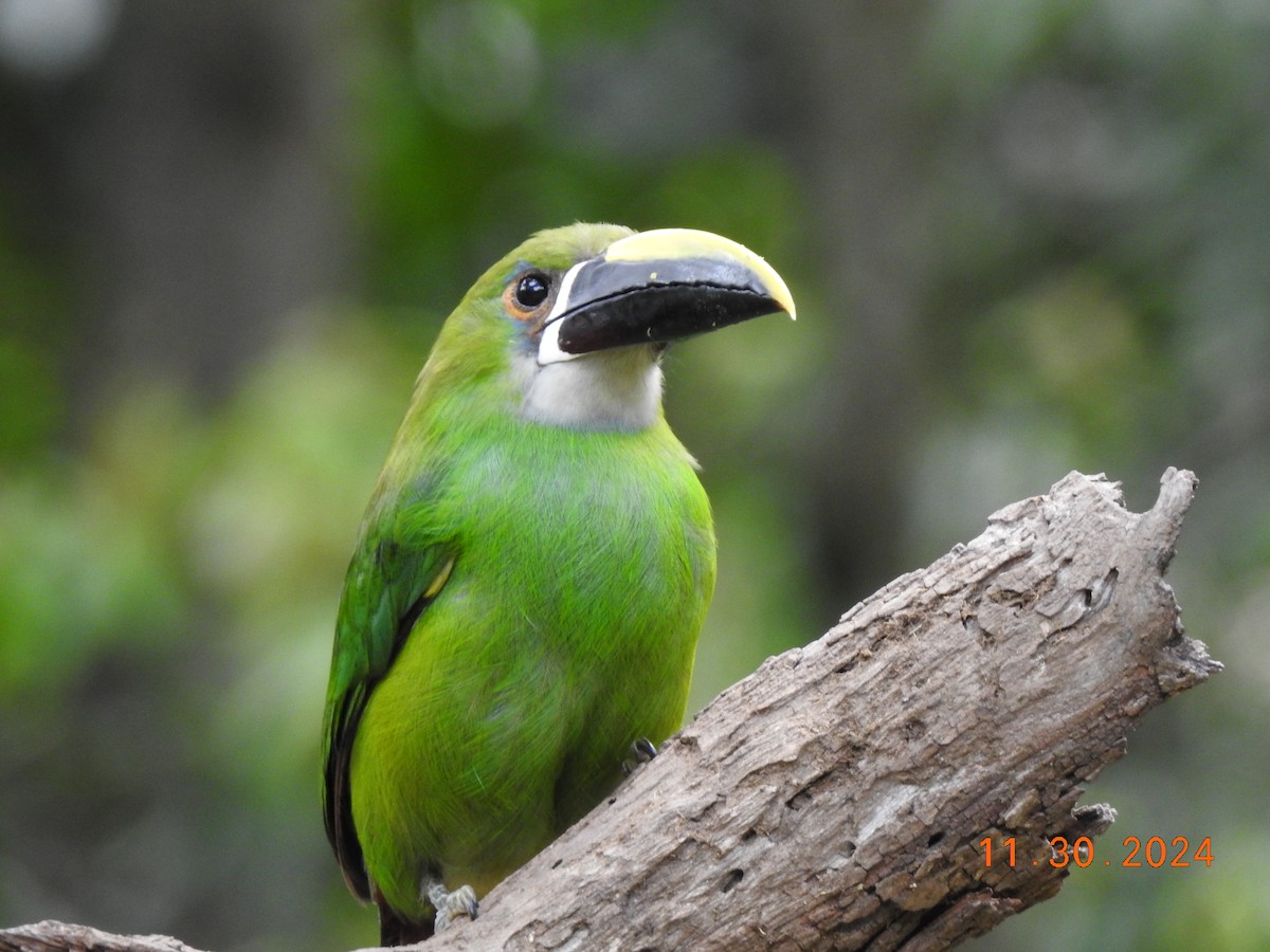 Southern Emerald-Toucanet - ML626937757