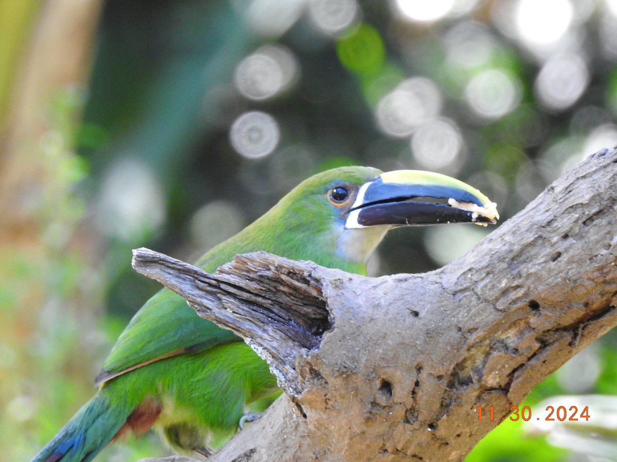 Southern Emerald-Toucanet - ML626937758