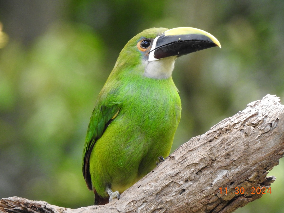 Southern Emerald-Toucanet - ML626937759