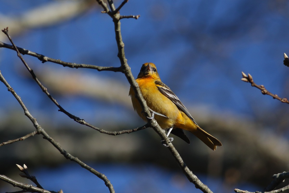 Baltimore Oriole - ML626937772
