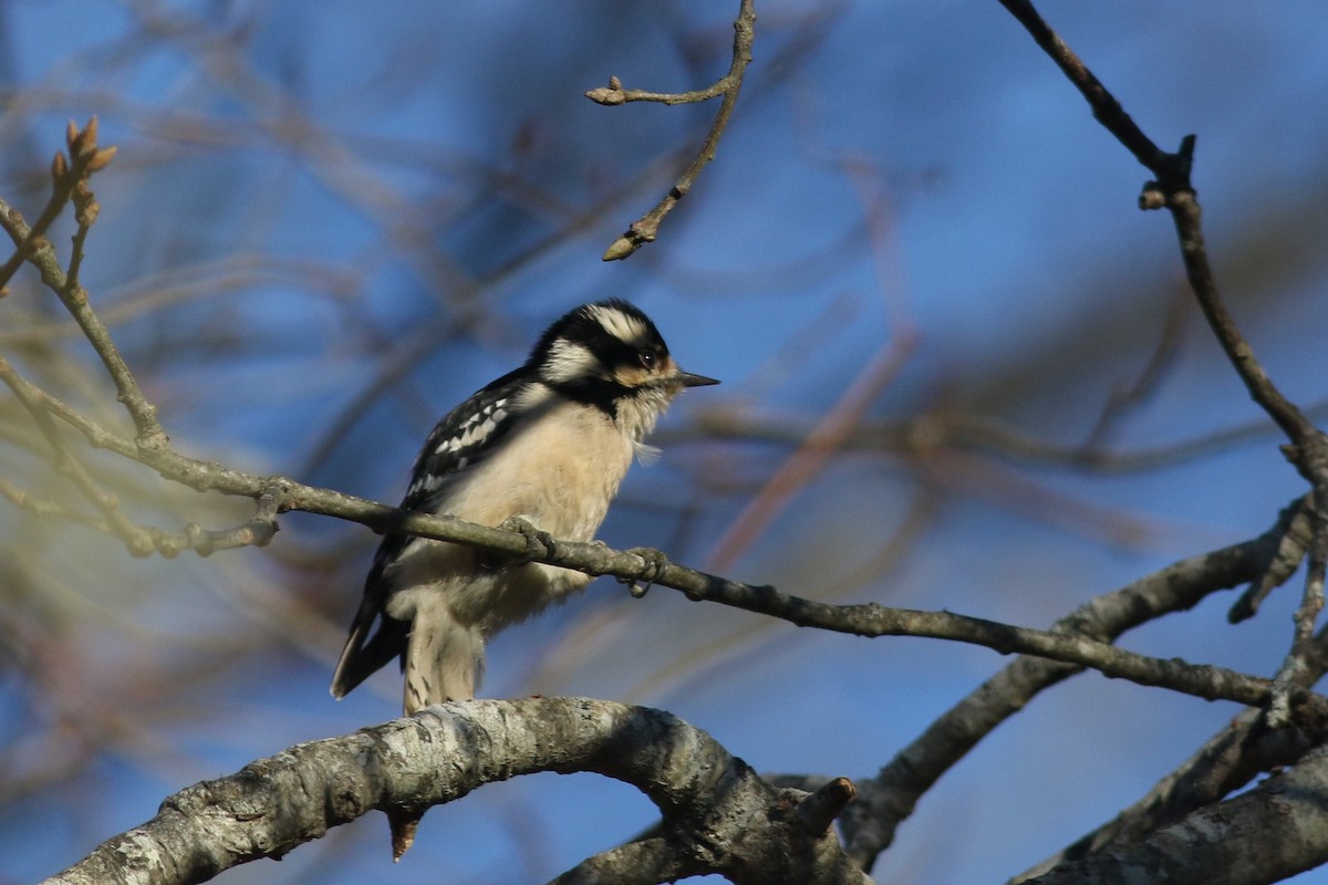 Downy Woodpecker - ML626937798