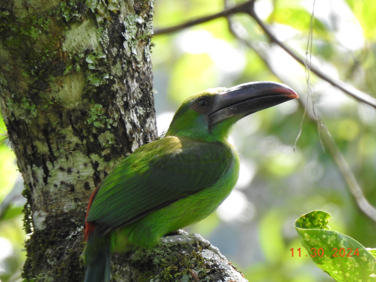 Crimson-rumped Toucanet - ML626937809