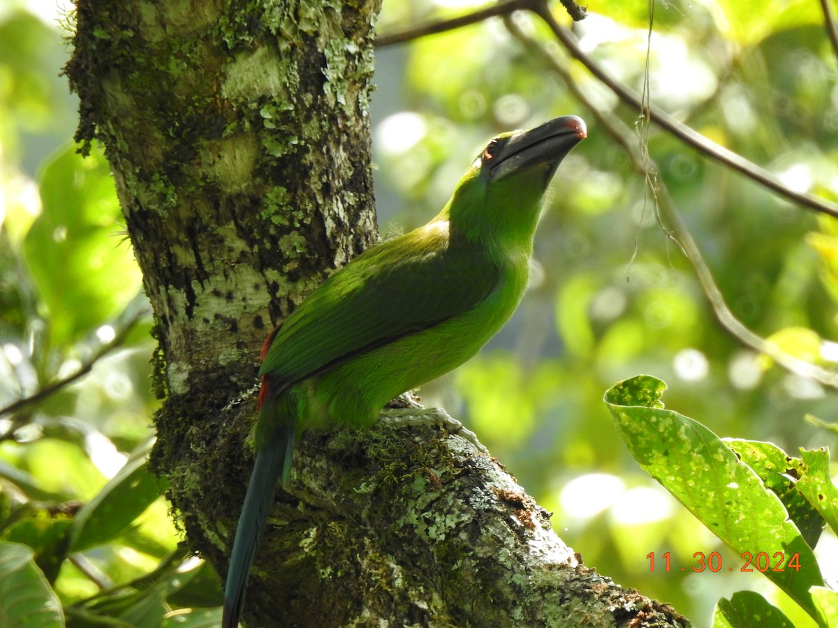 Crimson-rumped Toucanet - ML626937810