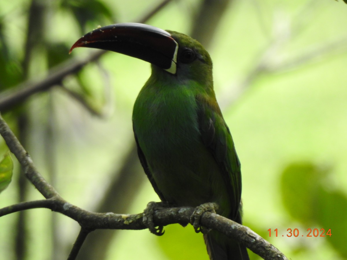 Crimson-rumped Toucanet - ML626937811