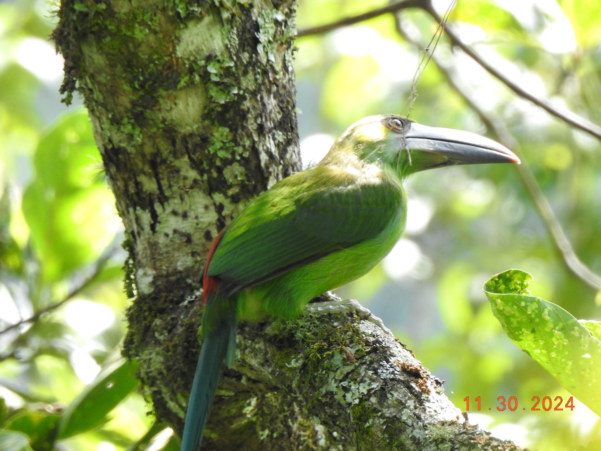 Crimson-rumped Toucanet - ML626937813