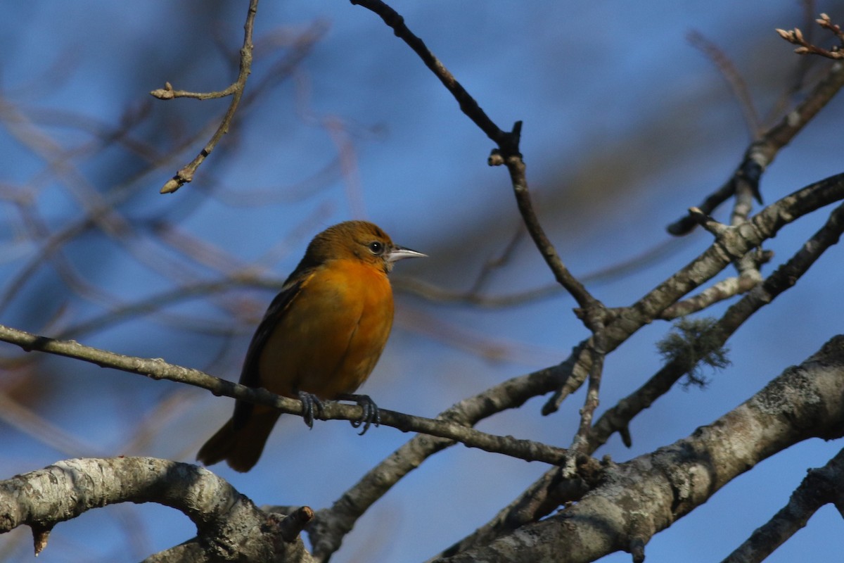 Baltimore Oriole - ML626937836