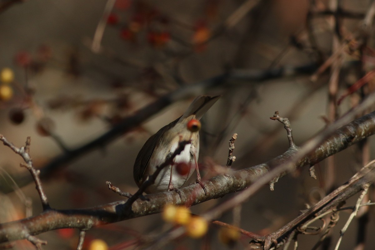 Dark-eyed Junco - ML626937852