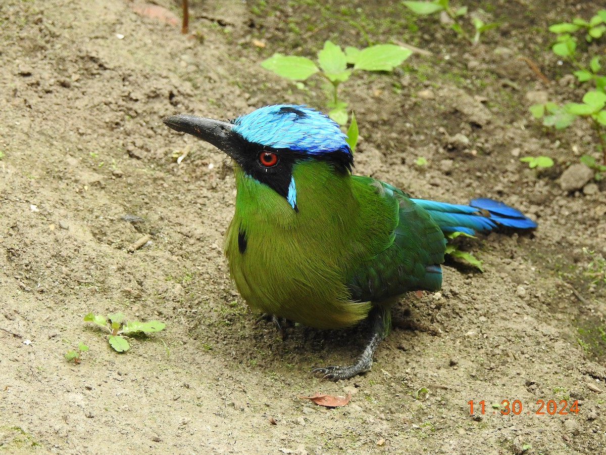 Andean Motmot - ML626937869