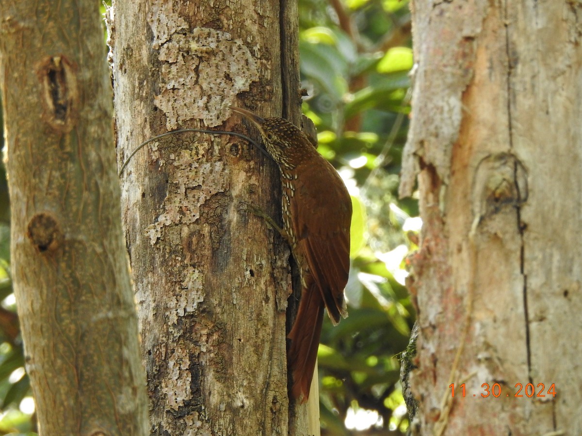 Montane Woodcreeper - ML626937921