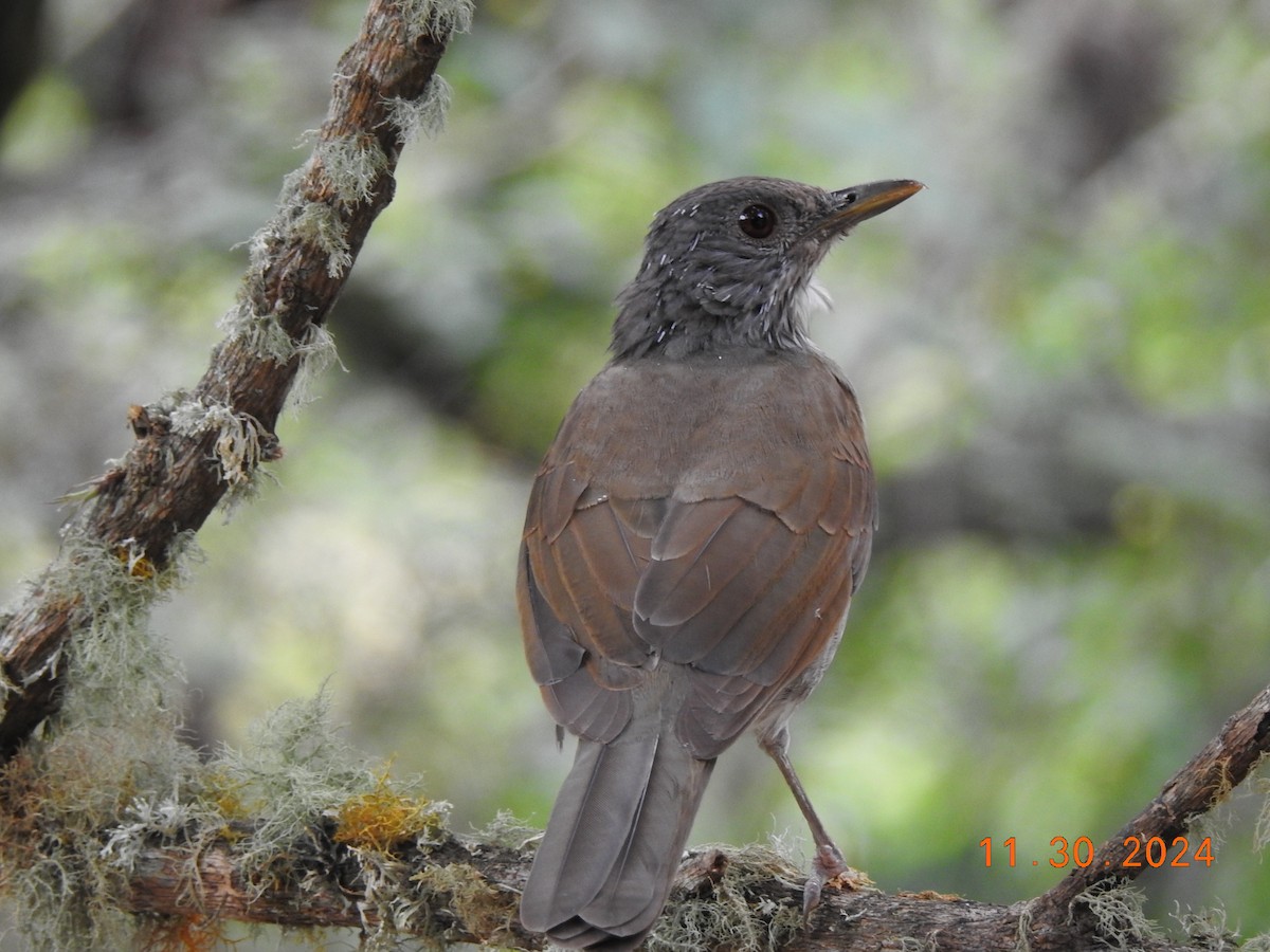 Pale-breasted Thrush - ML626937982