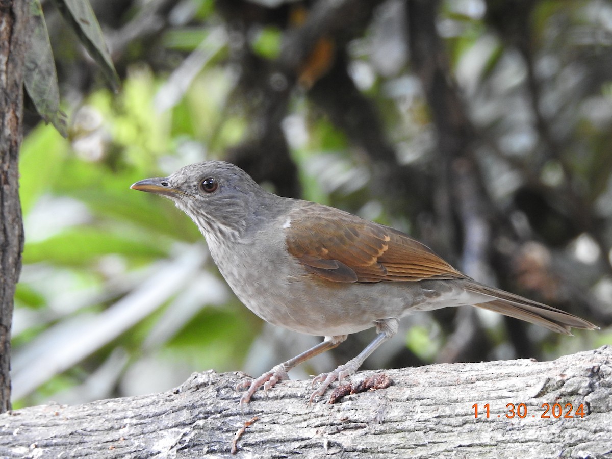 Pale-breasted Thrush - ML626937983