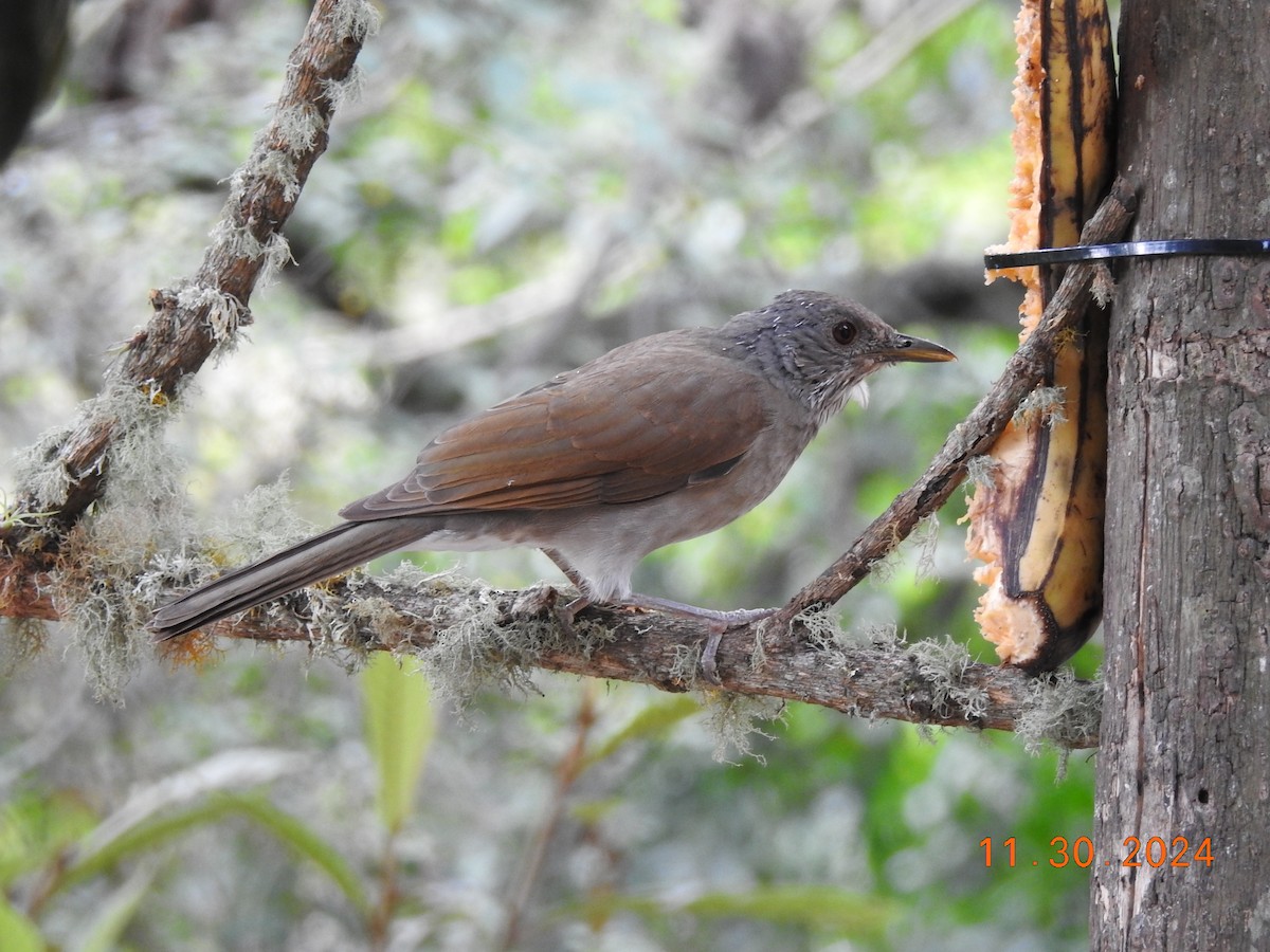 Pale-breasted Thrush - ML626937987