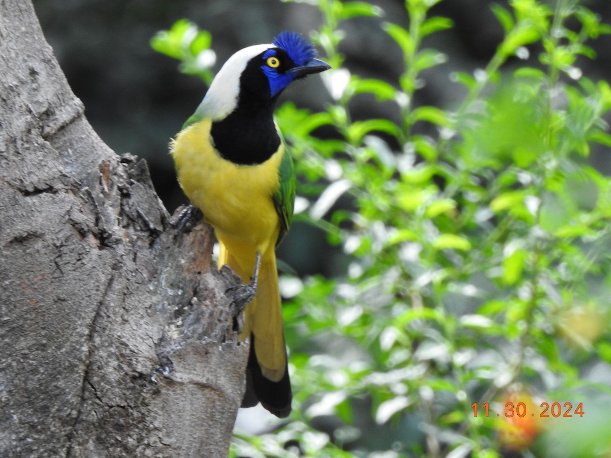 Green Jay (Inca) - ML626938031