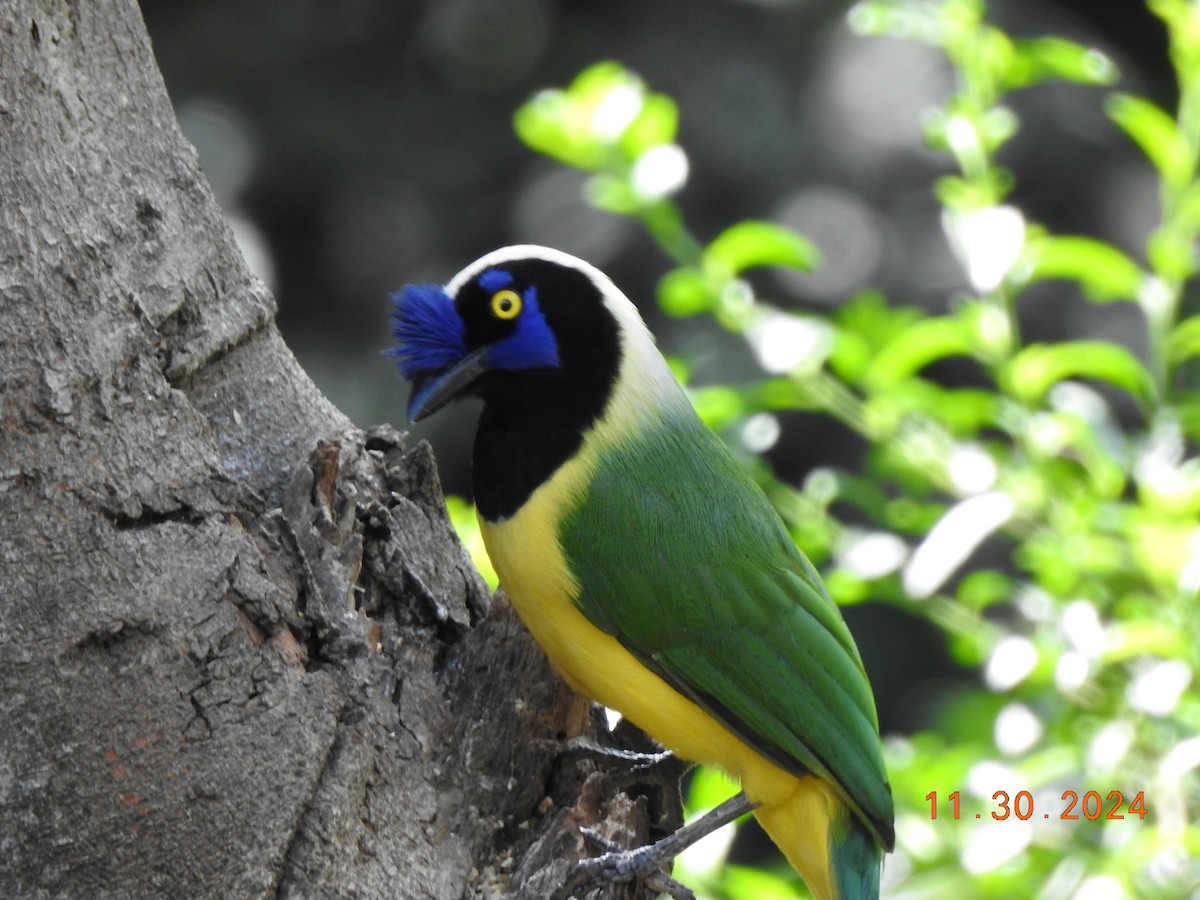 Green Jay (Inca) - ML626938032