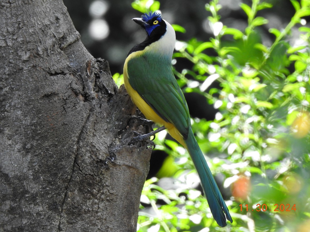 Green Jay (Inca) - ML626938033