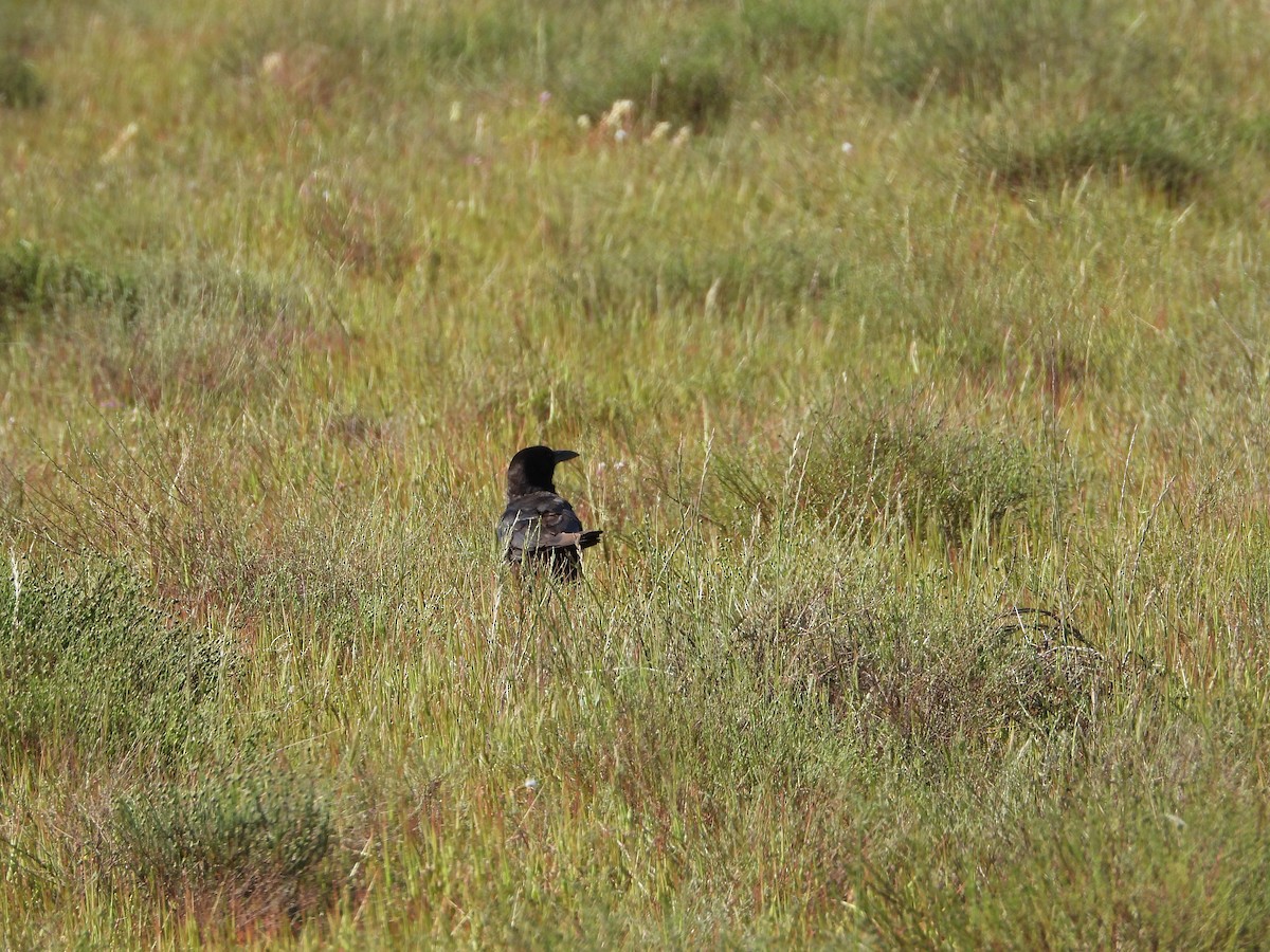 Cape Crow - ML626938056