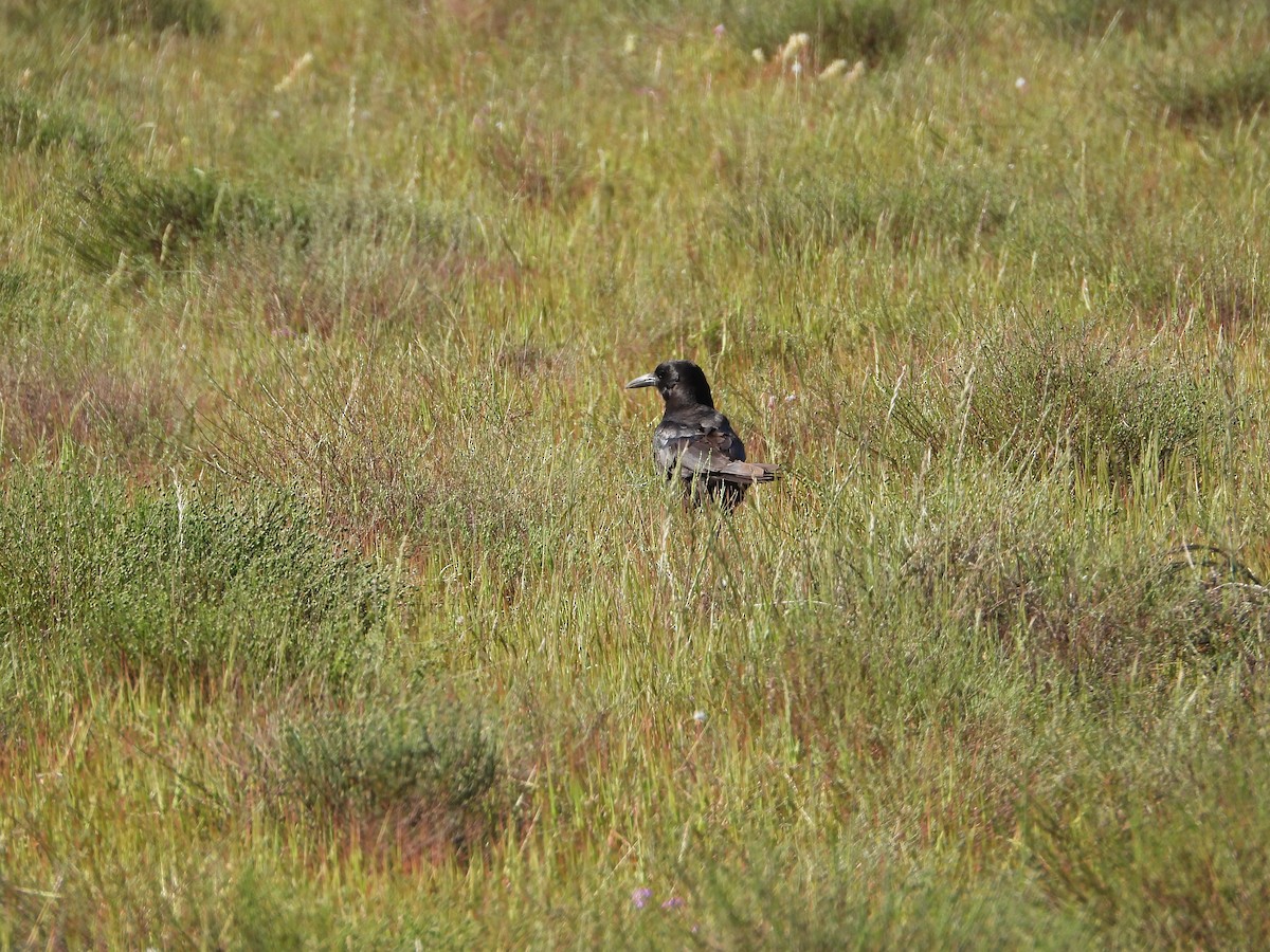 Cape Crow - ML626938057
