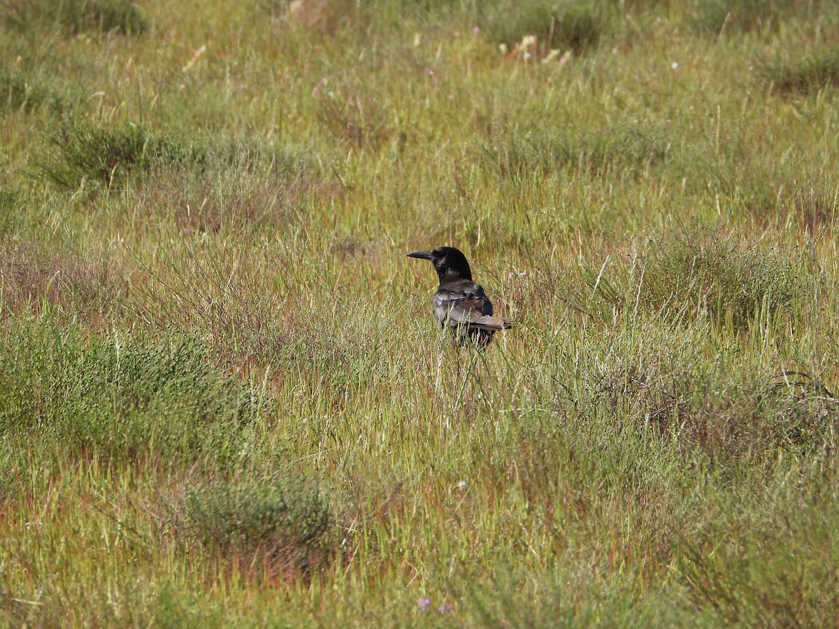 Cape Crow - ML626938059
