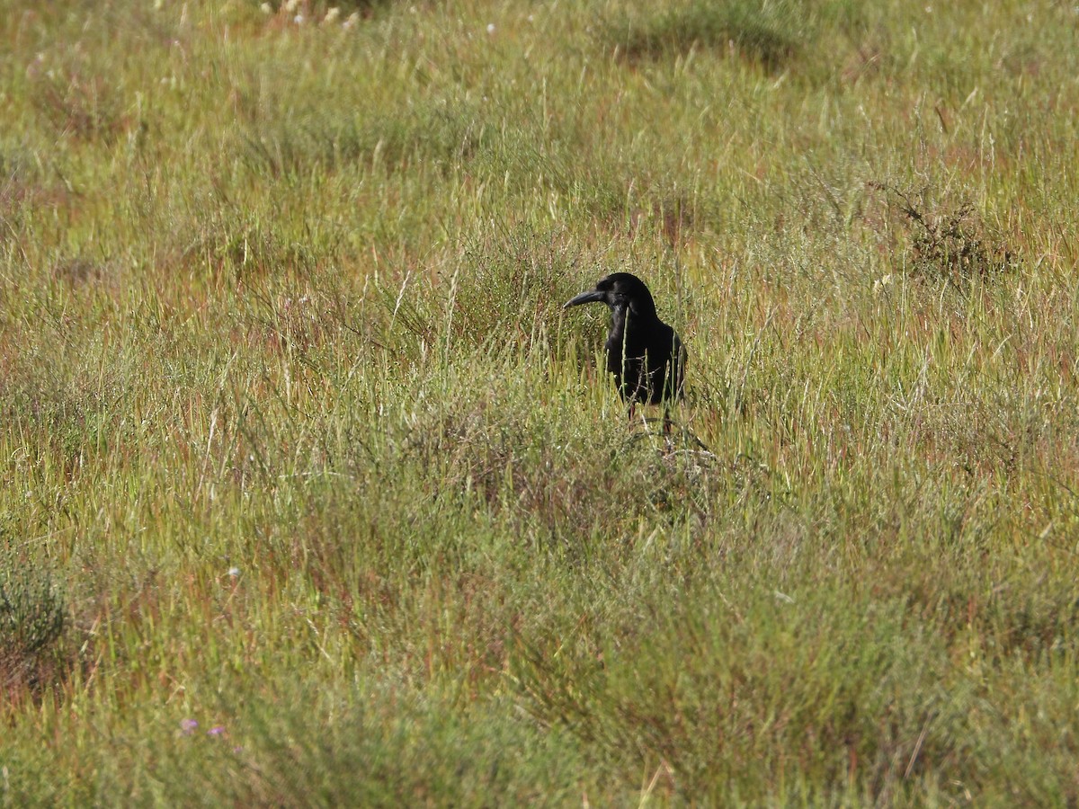 Cape Crow - ML626938060