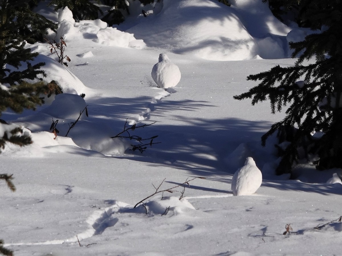 White-tailed Ptarmigan - ML626938062