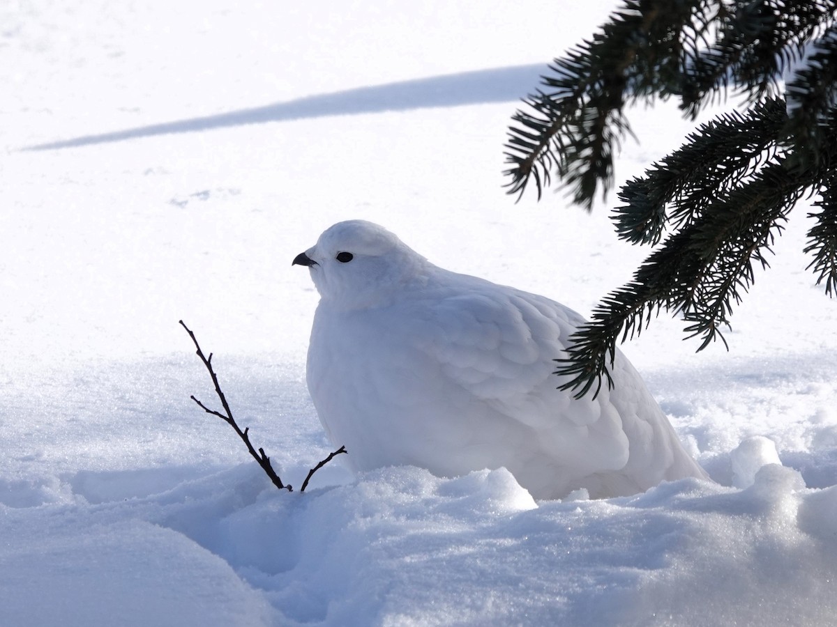 White-tailed Ptarmigan - ML626938063