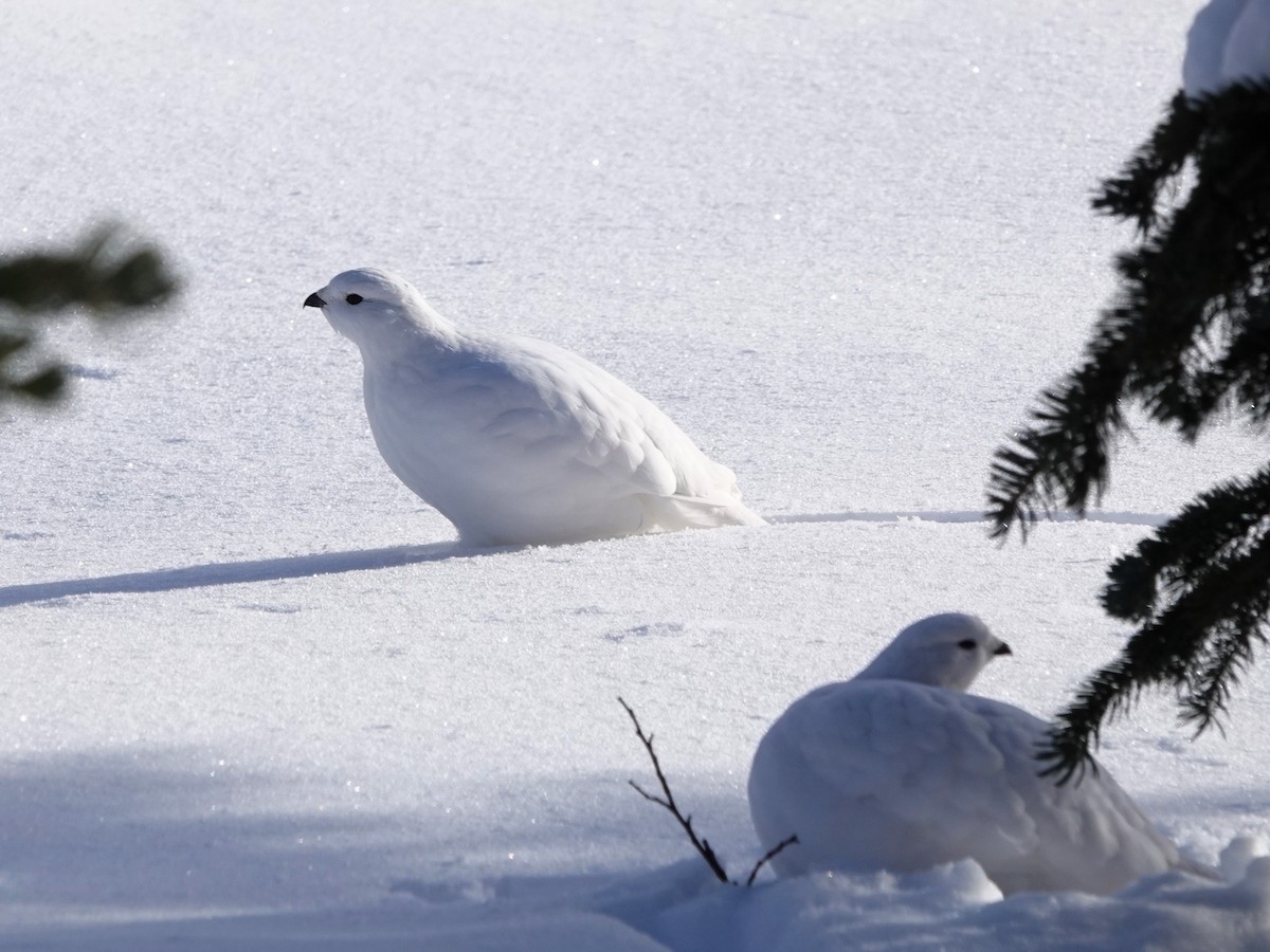 White-tailed Ptarmigan - ML626938064