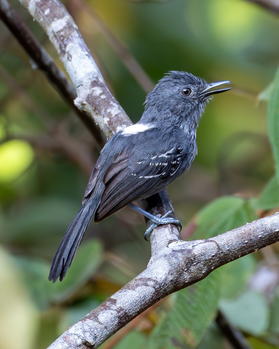 Ману тирановий - ML626938110