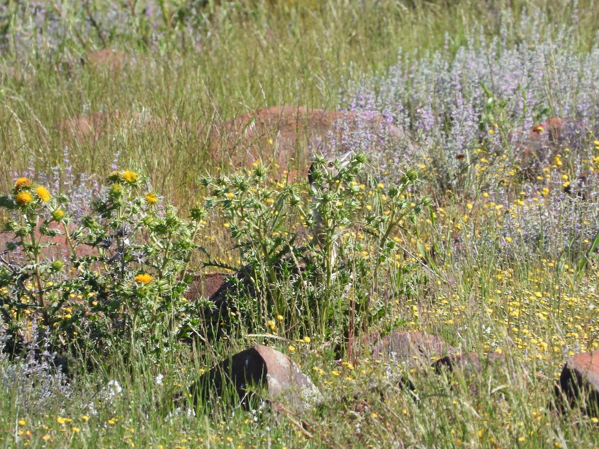 Ludwig's Bustard - ML626938163