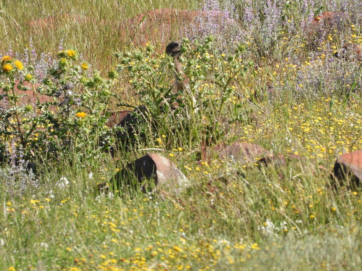 Ludwig's Bustard - ML626938164
