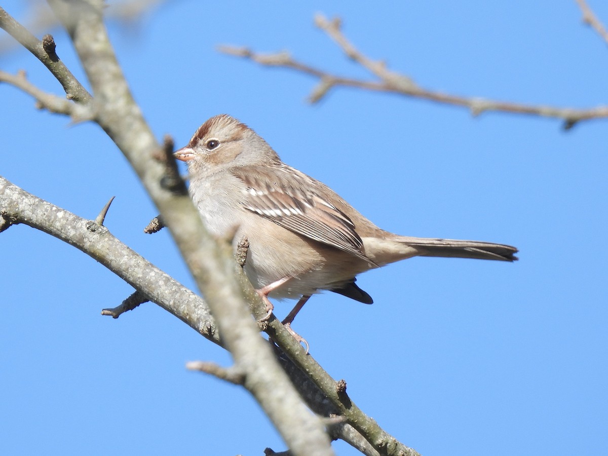 White-crowned Sparrow - ML626938434