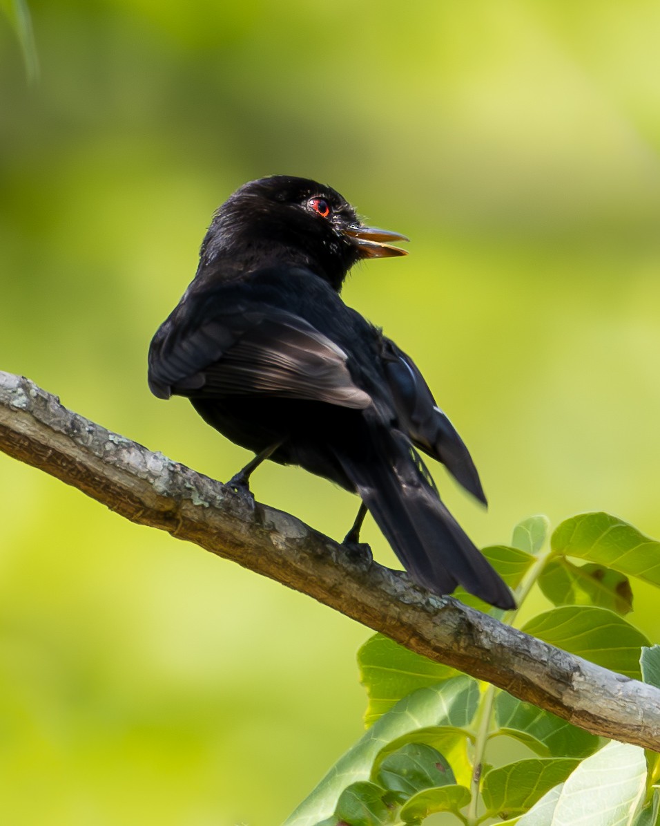 Caatinga Black-Tyrant - ML626938546