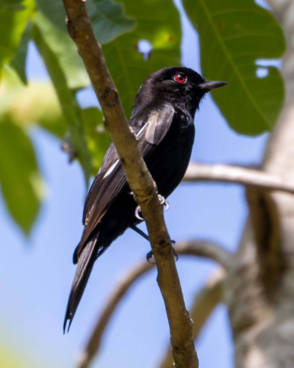 Caatinga Black-Tyrant - ML626938565