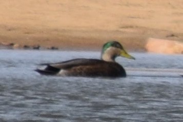 Mallard x American Black Duck (hybrid) - ML626938664