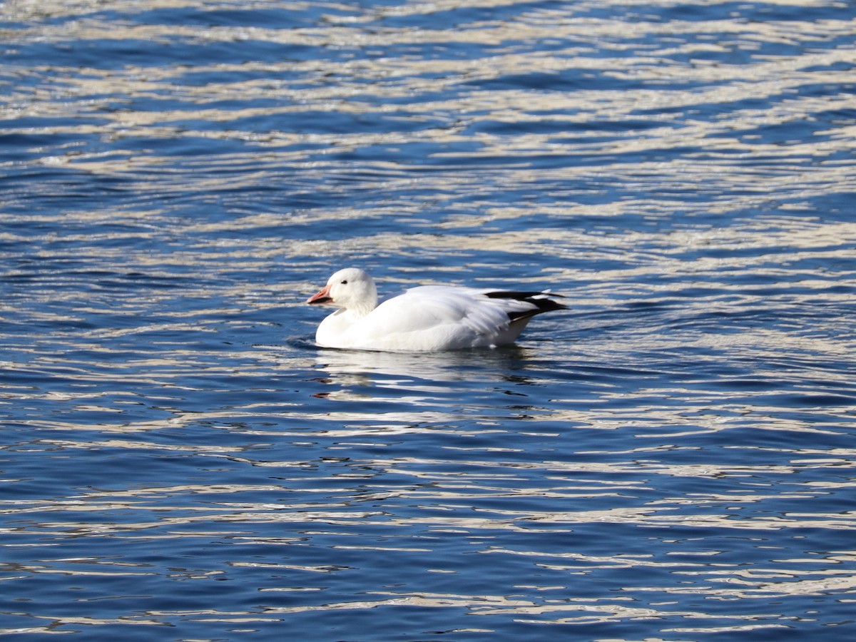 husa sněžní - ML626938689