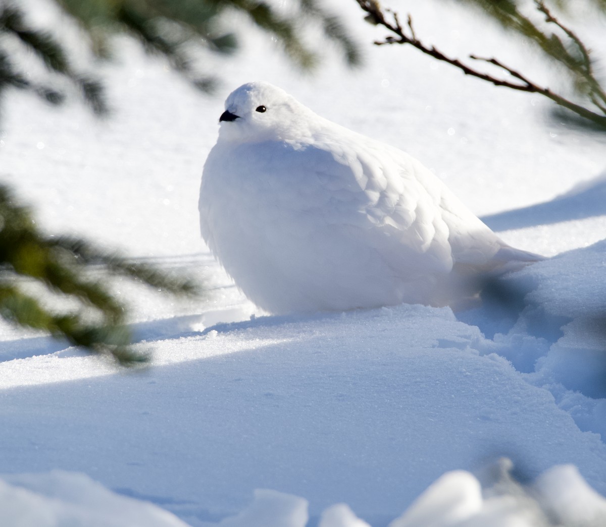 White-tailed Ptarmigan - ML626938725