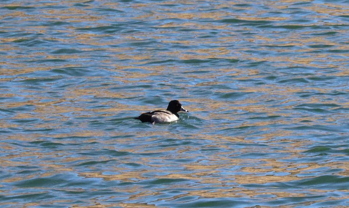 polák proužkozobý - ML626938733