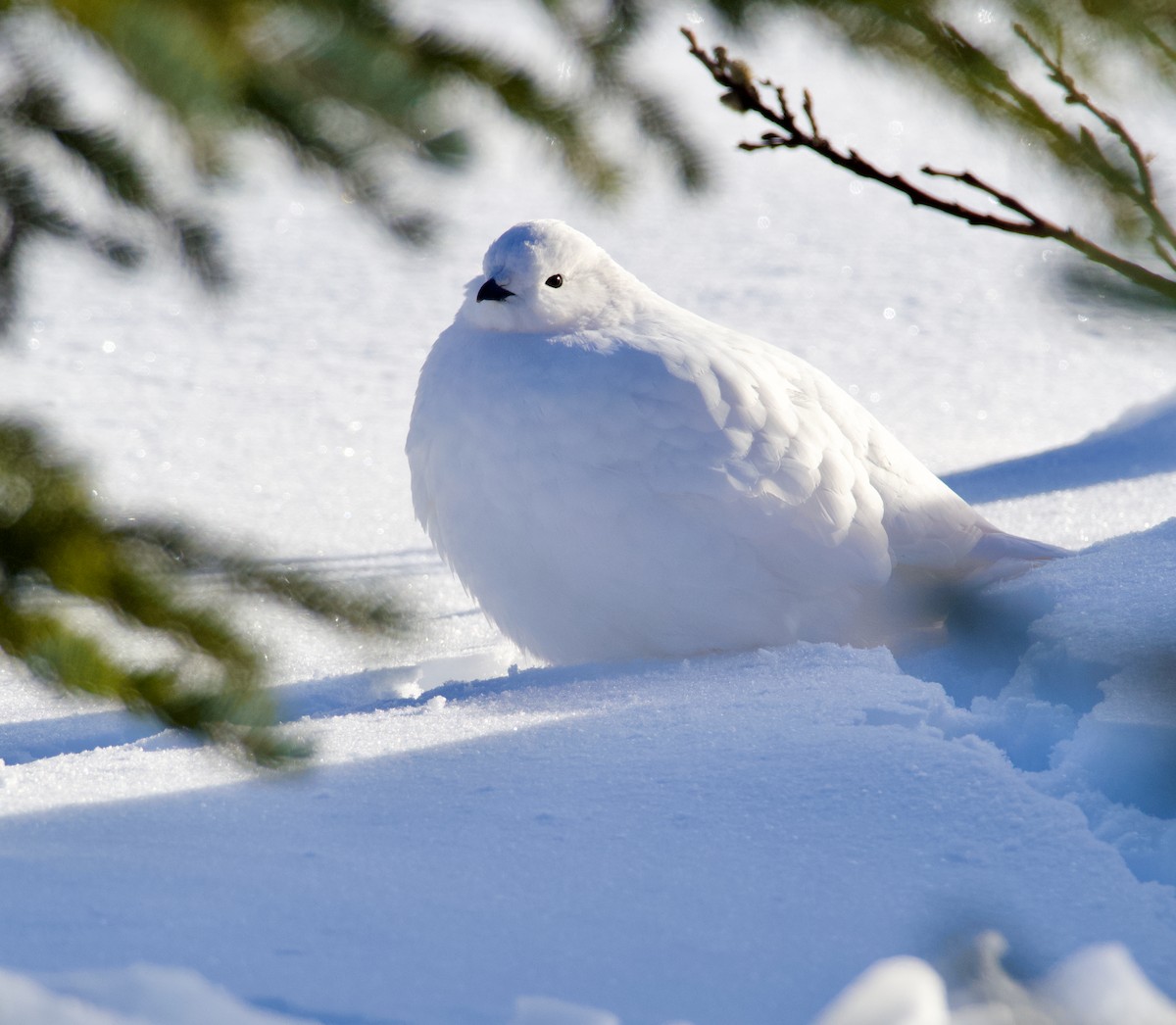 White-tailed Ptarmigan - ML626938739