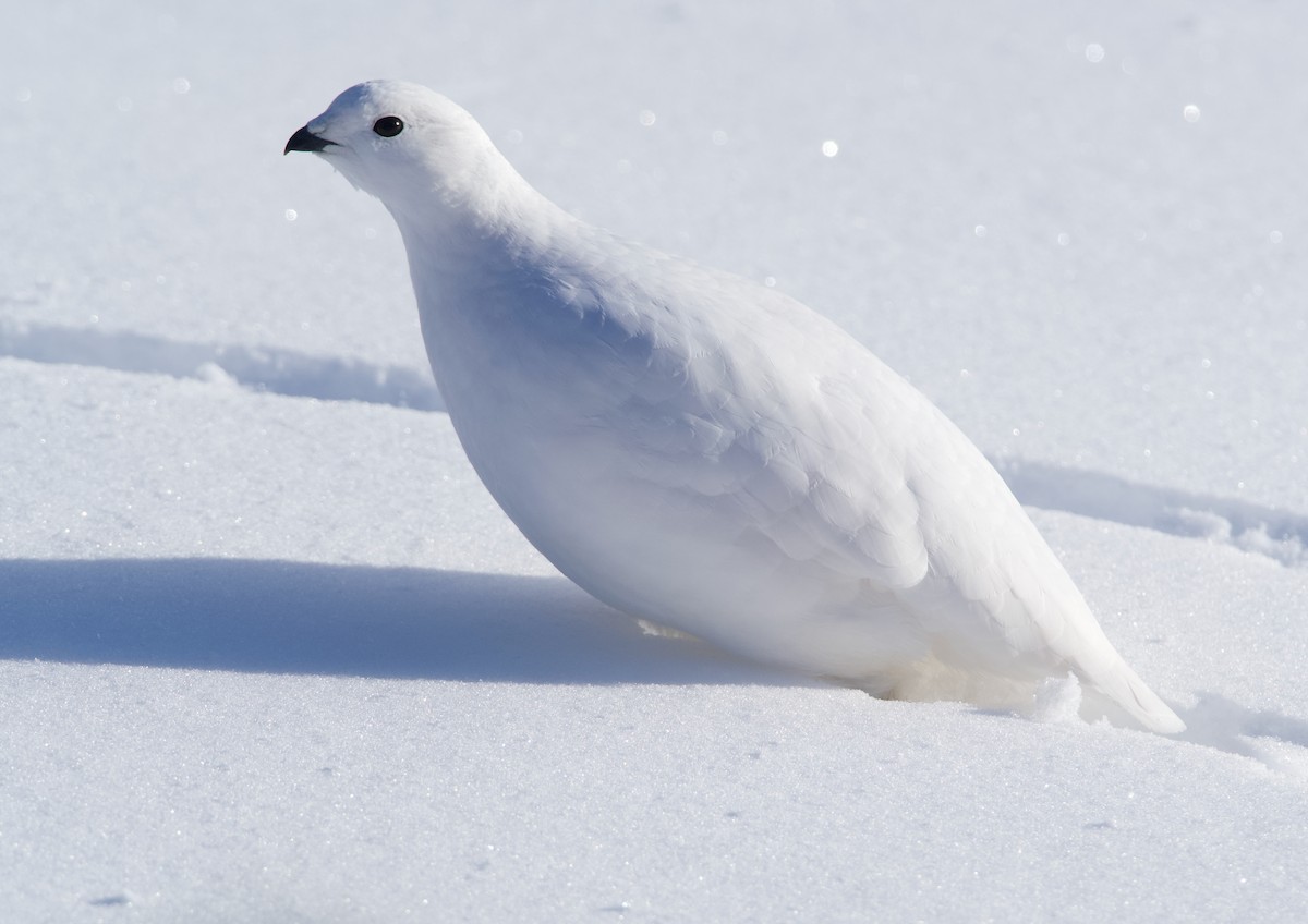 White-tailed Ptarmigan - ML626938773