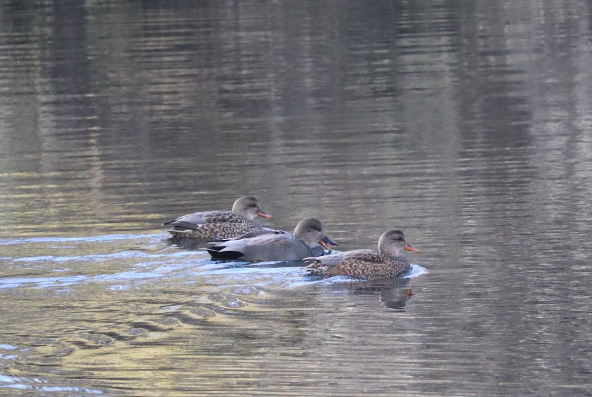kopřivka obecná - ML626938819